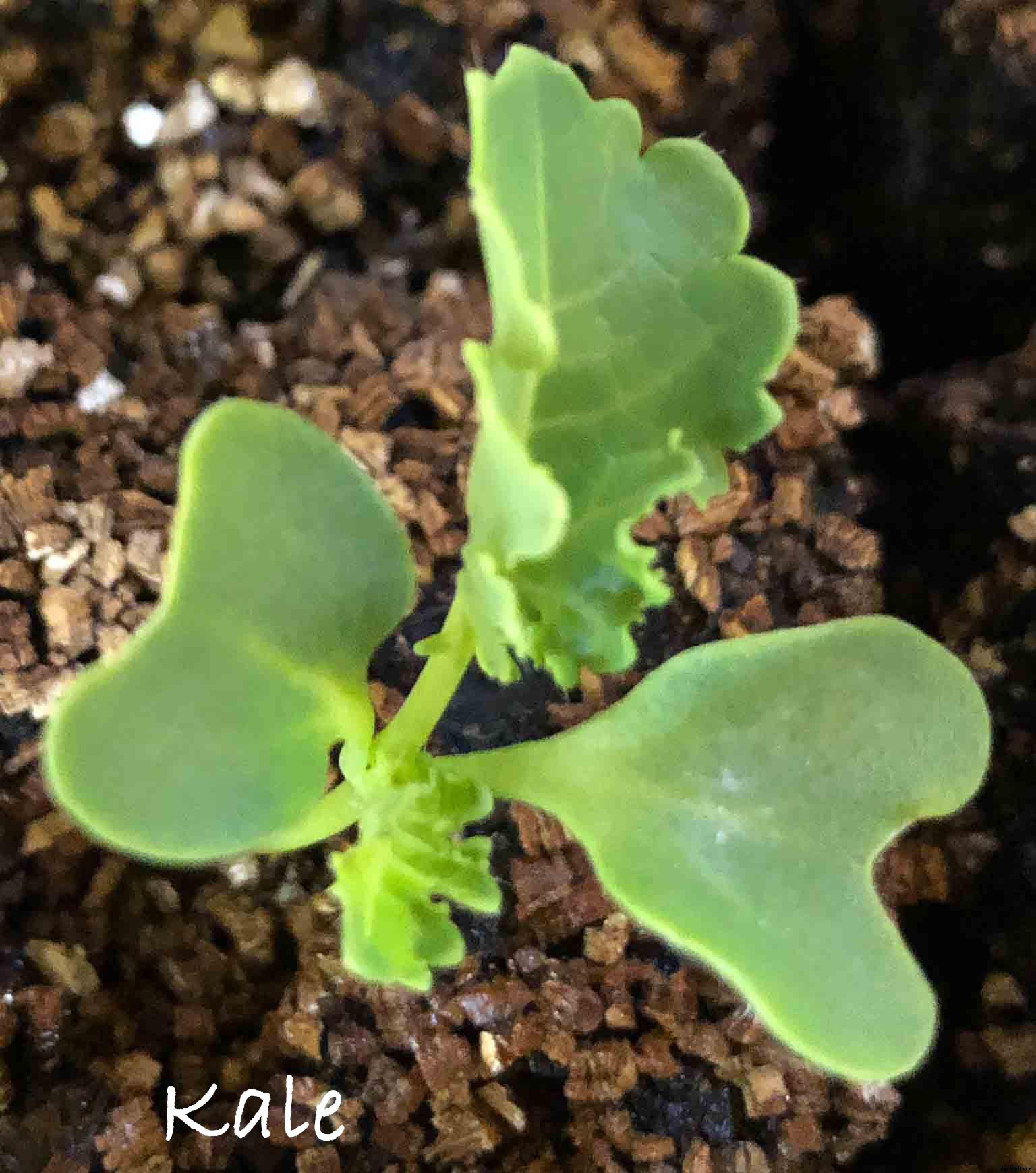 Understanding the difference between Cotyledon and True Leaves