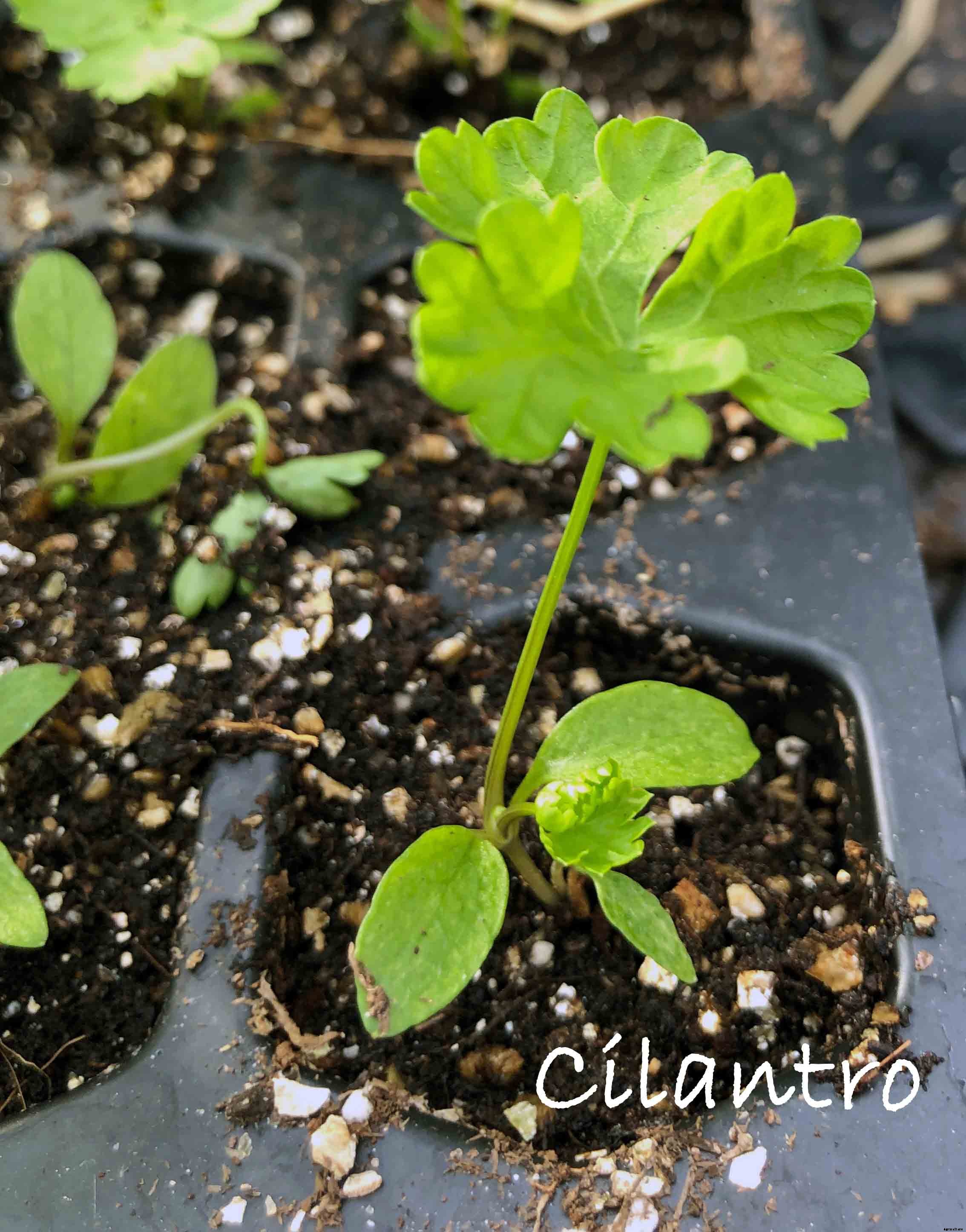 Understanding the difference between Cotyledon and True Leaves