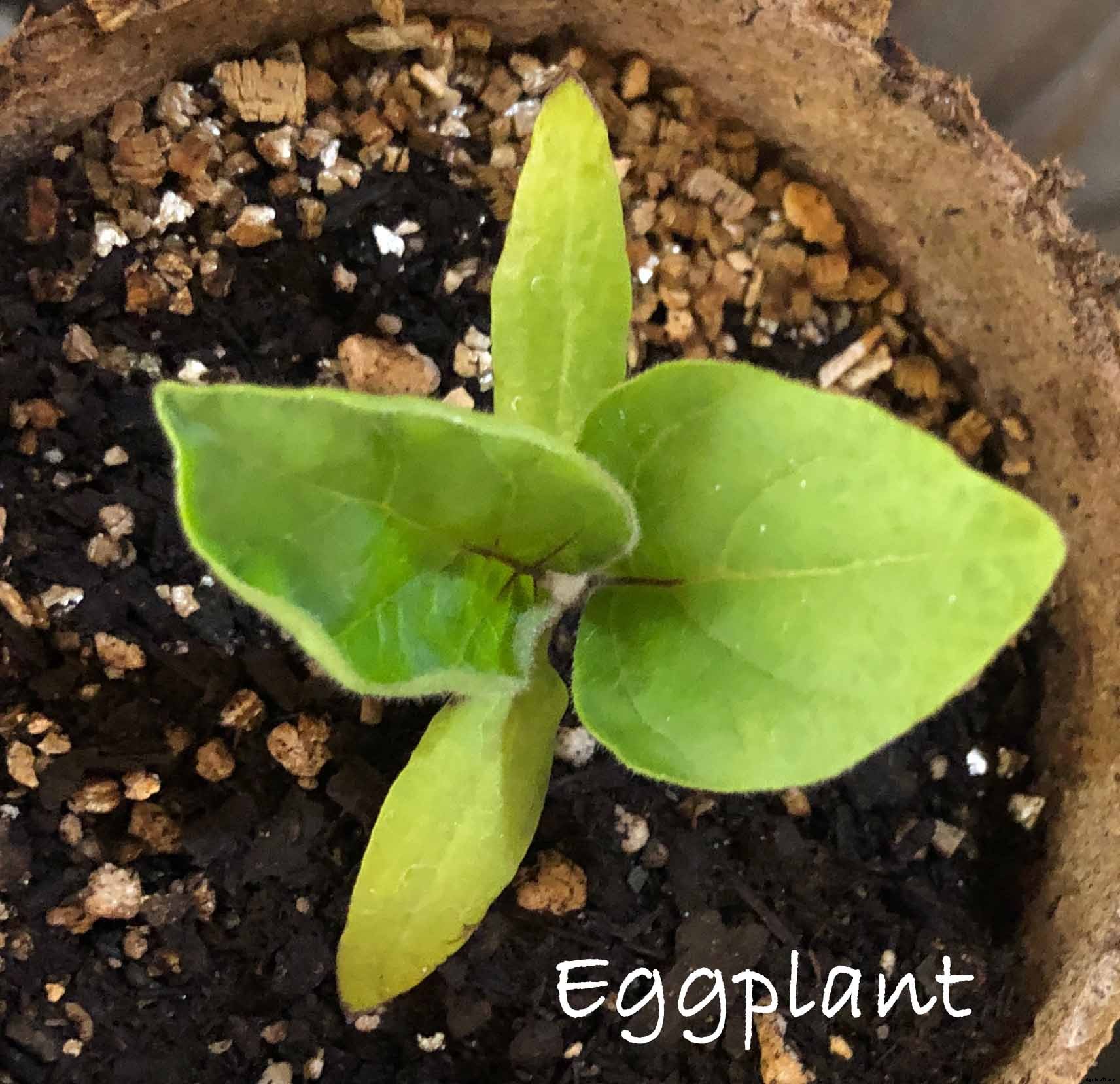 Understanding the difference between Cotyledon and True Leaves