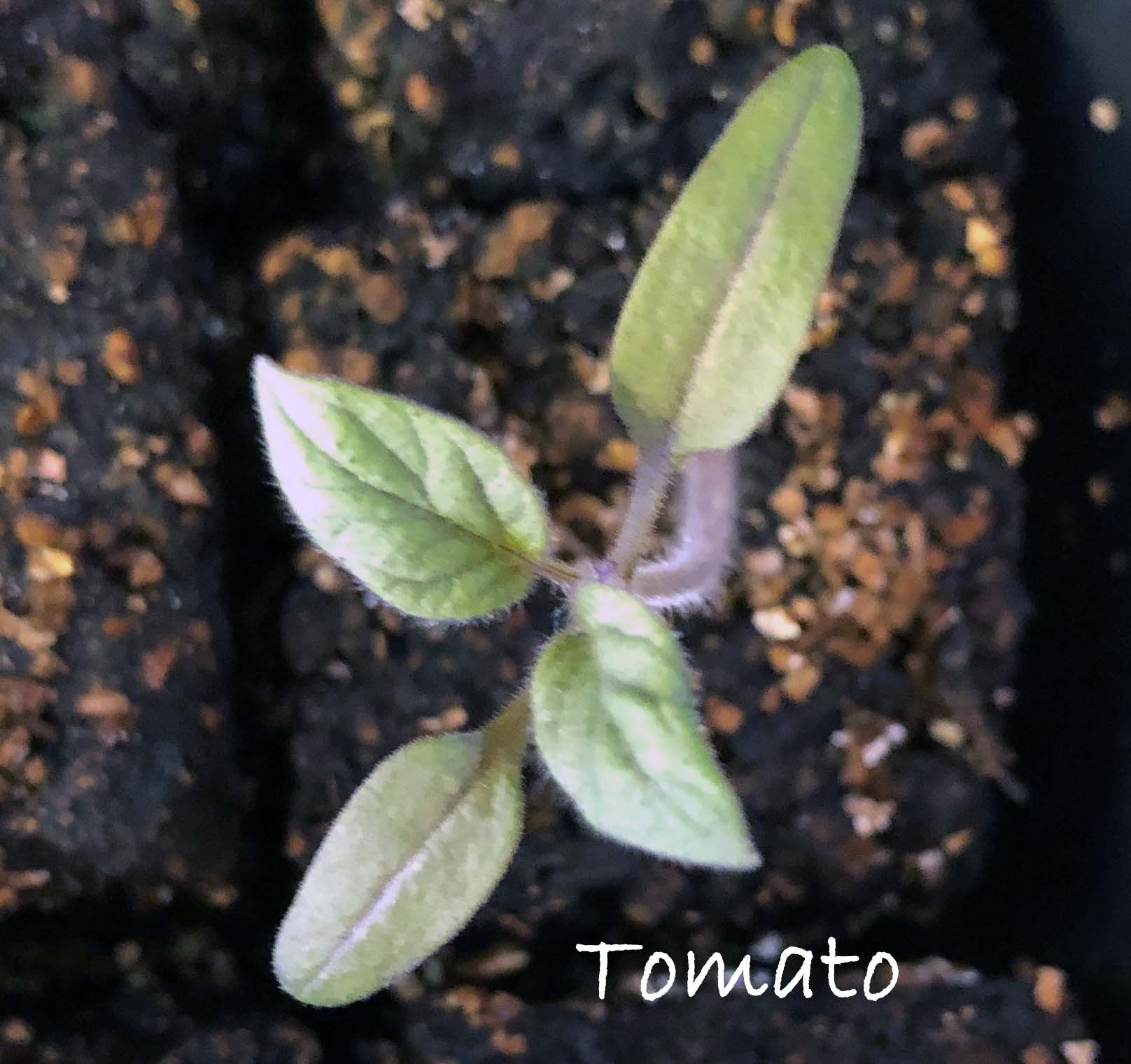 Understanding the difference between Cotyledon and True Leaves