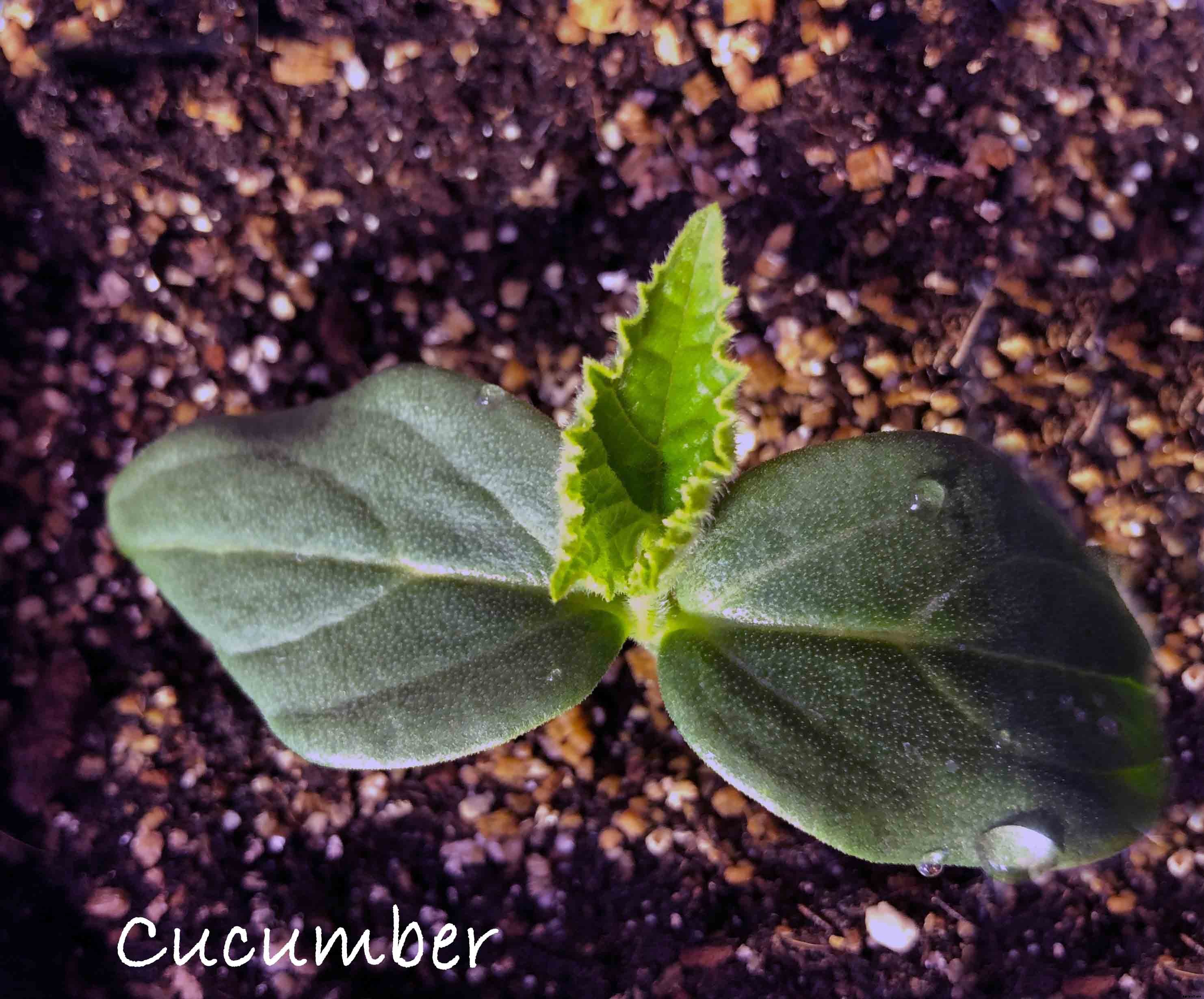 Understanding the difference between Cotyledon and True Leaves