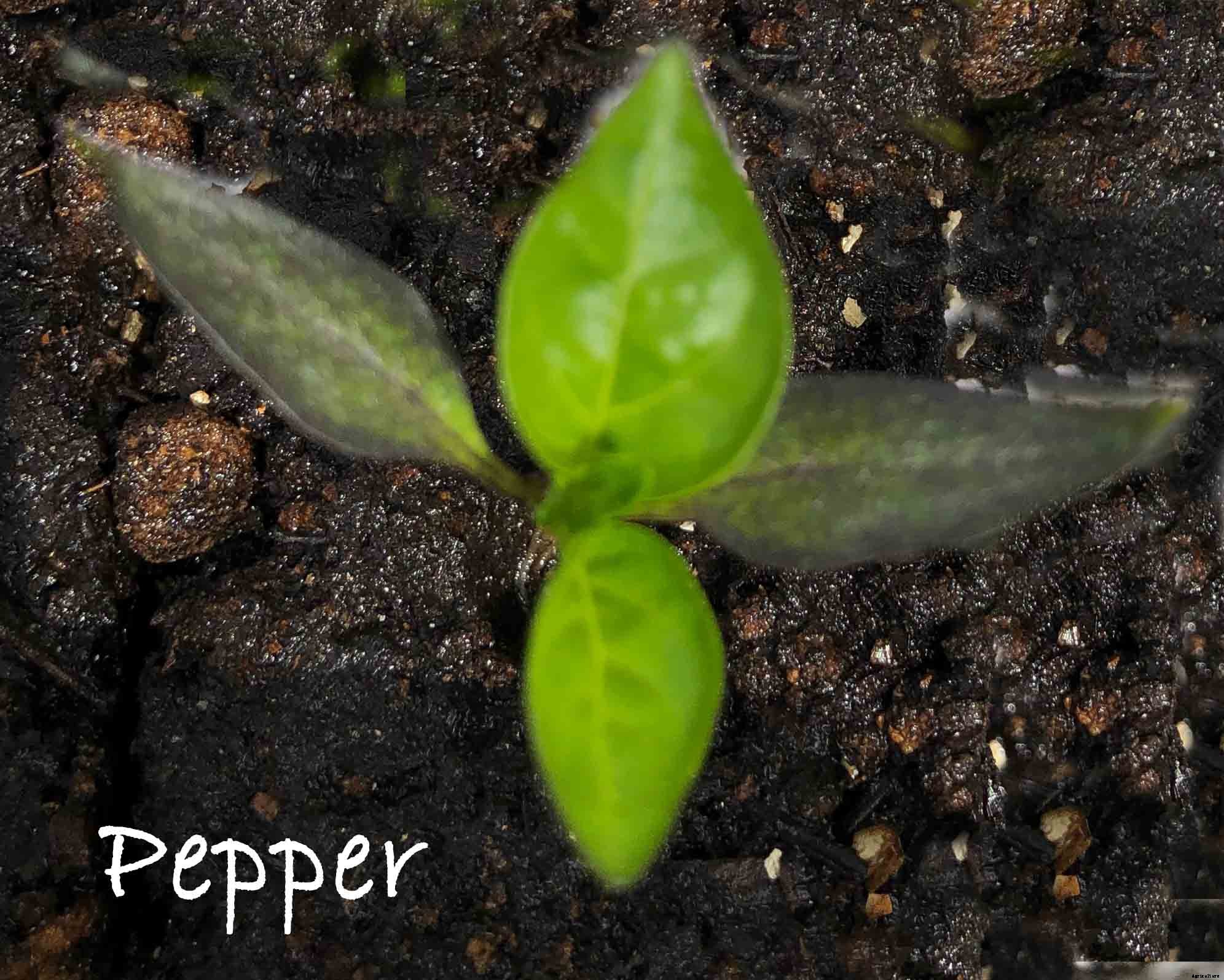 Understanding the difference between Cotyledon and True Leaves