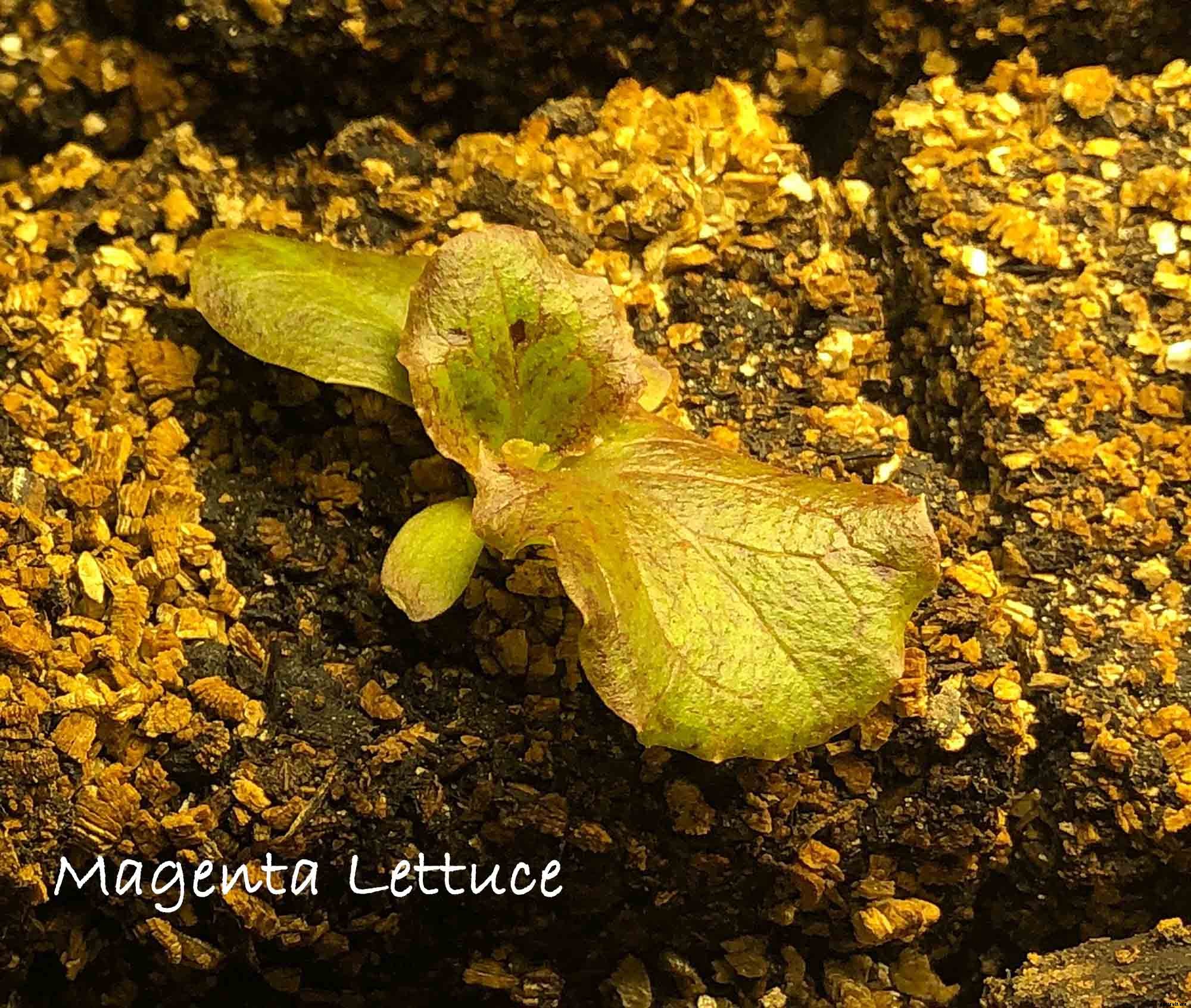 Understanding the difference between Cotyledon and True Leaves