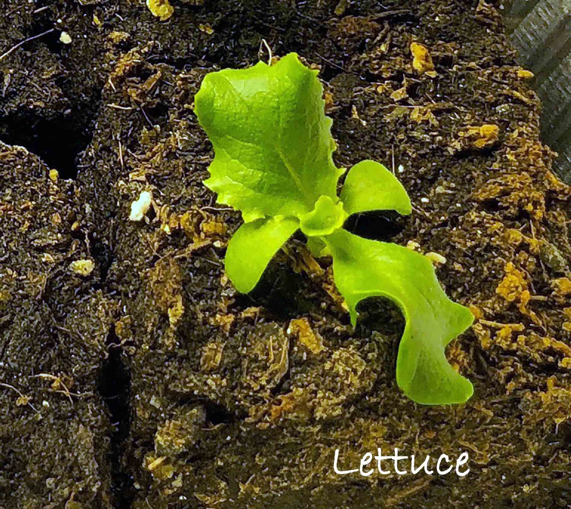 Understanding the difference between Cotyledon and True Leaves