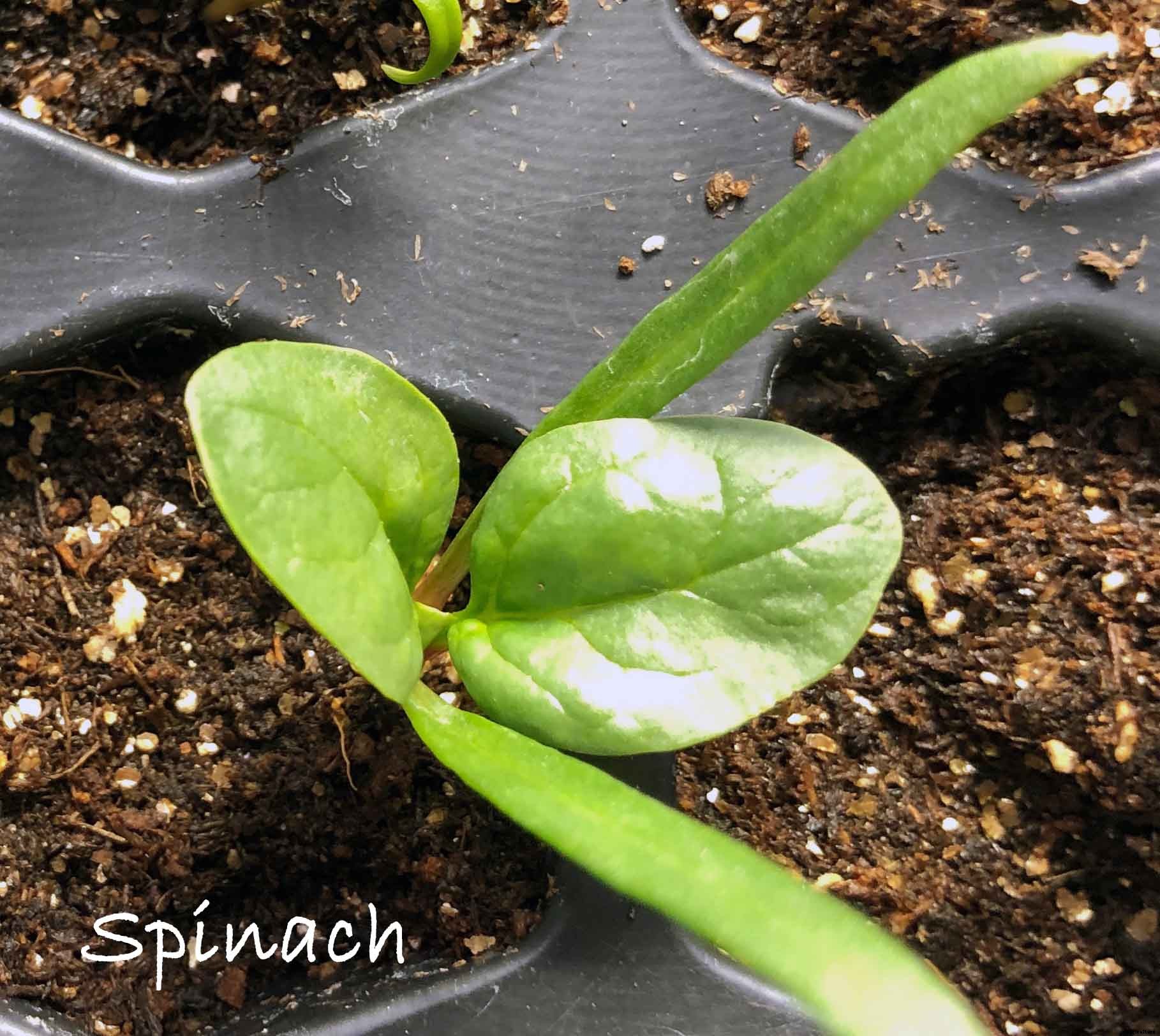 Understanding the difference between Cotyledon and True Leaves