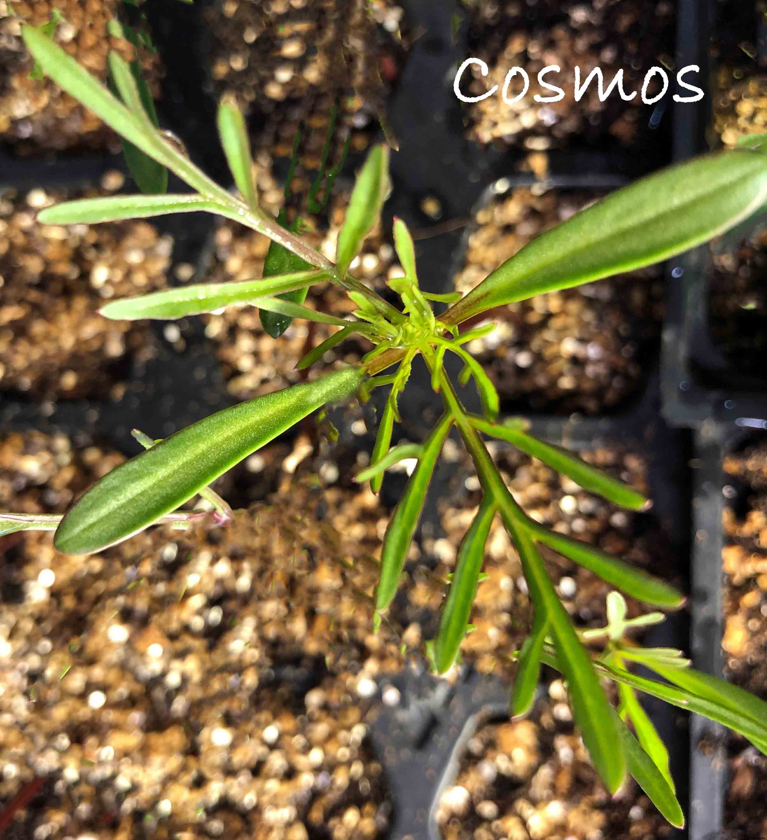 Understanding the difference between Cotyledon and True Leaves