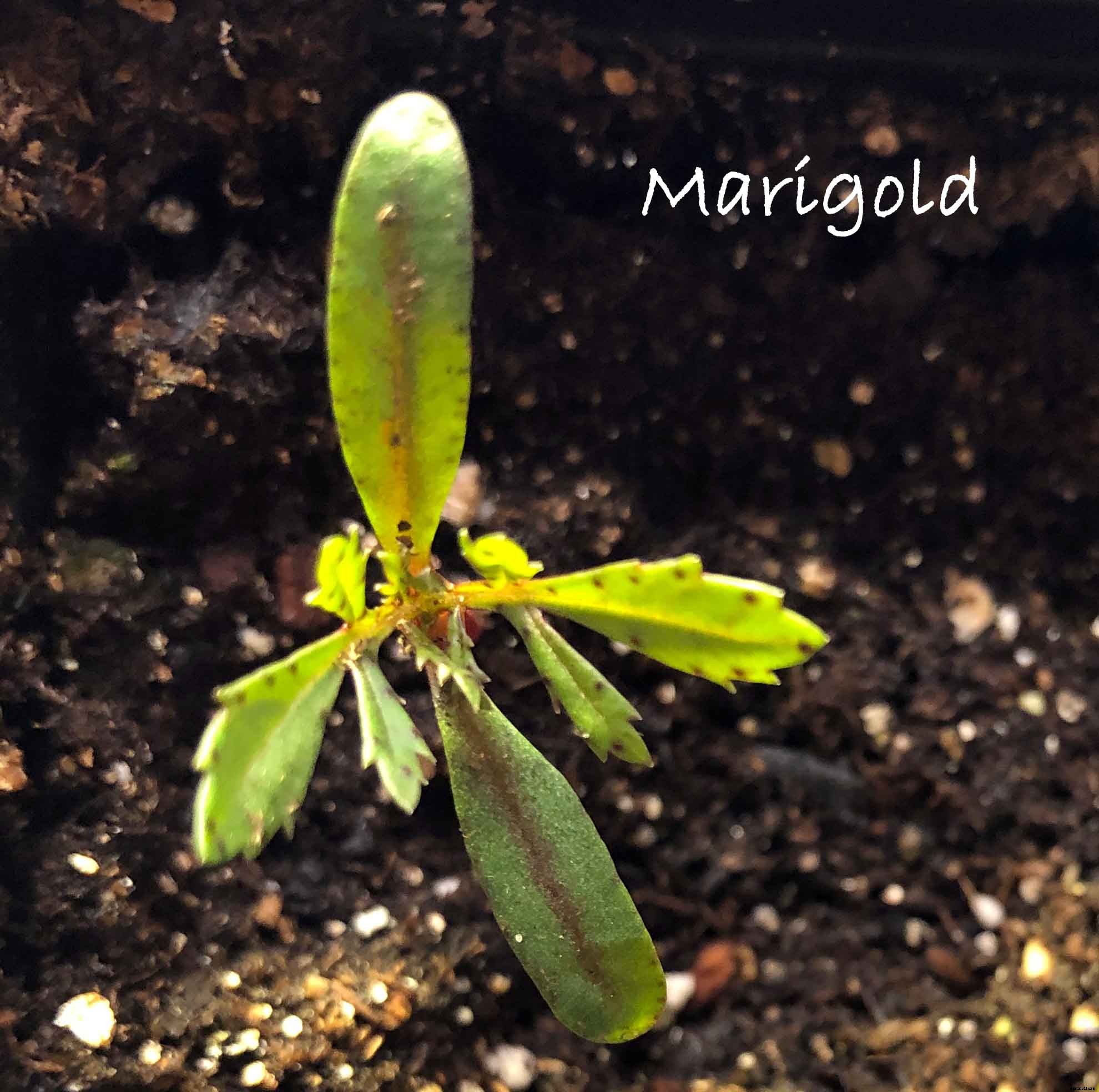 Understanding the difference between Cotyledon and True Leaves