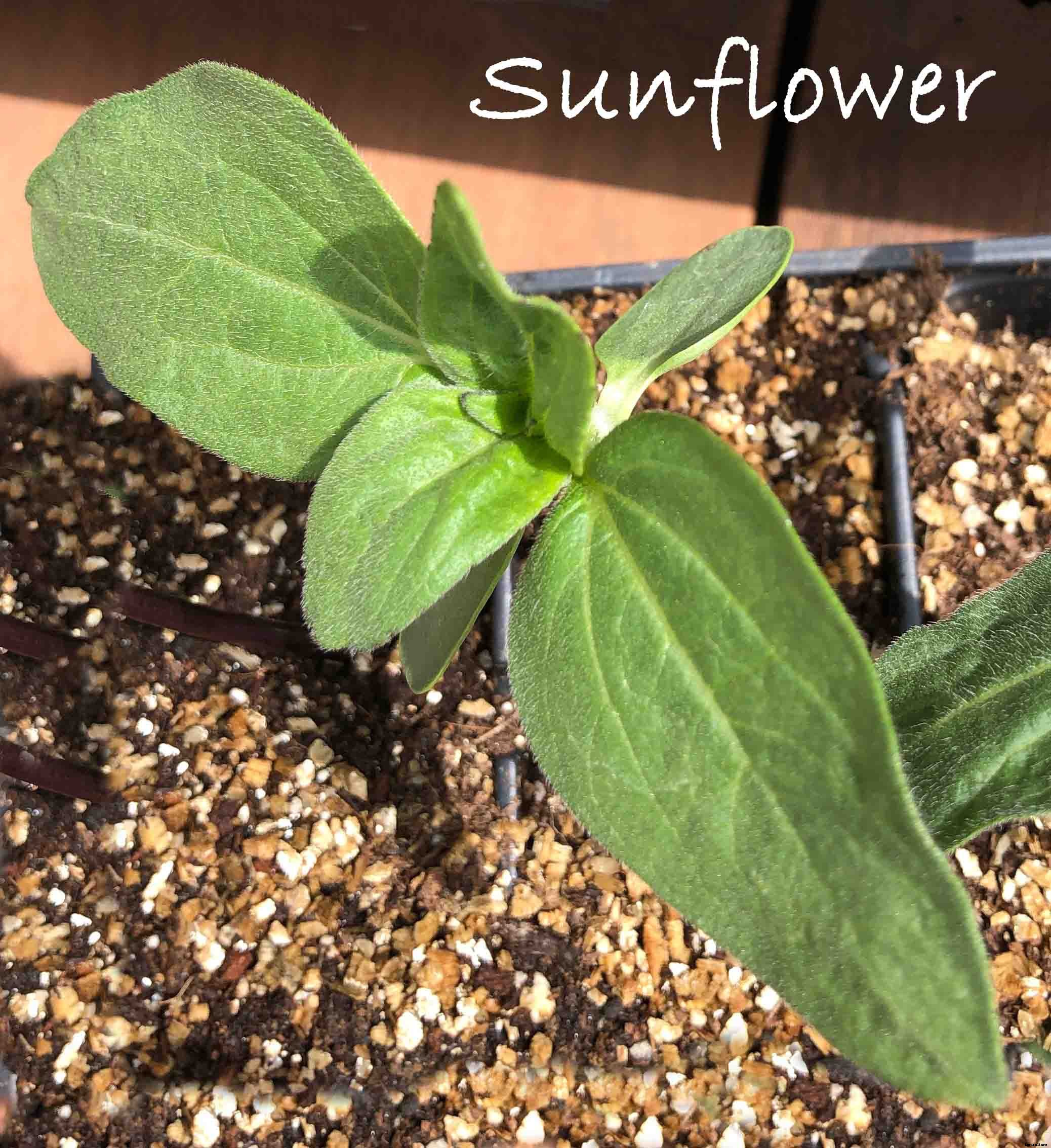 Understanding the difference between Cotyledon and True Leaves