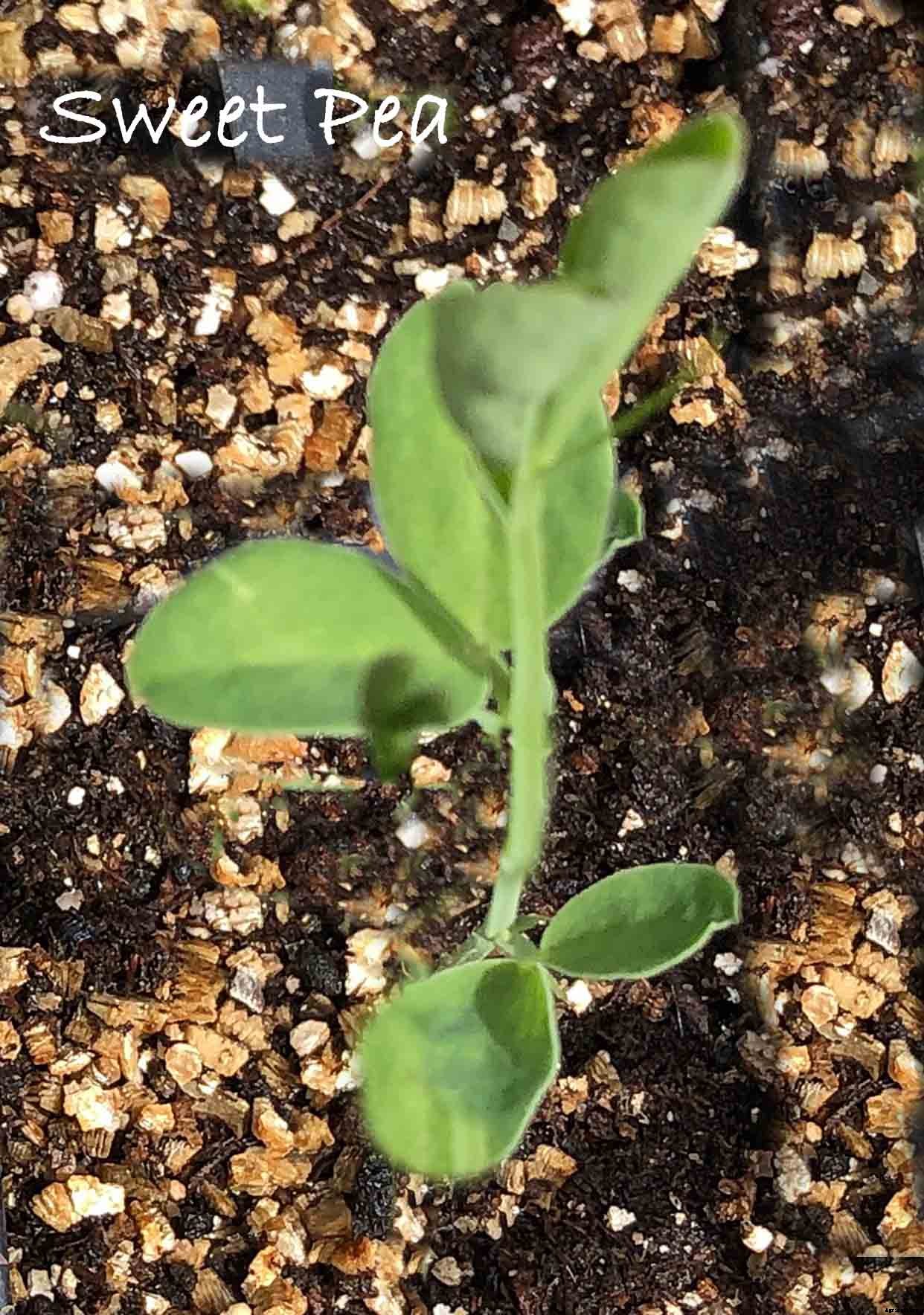 Understanding the difference between Cotyledon and True Leaves