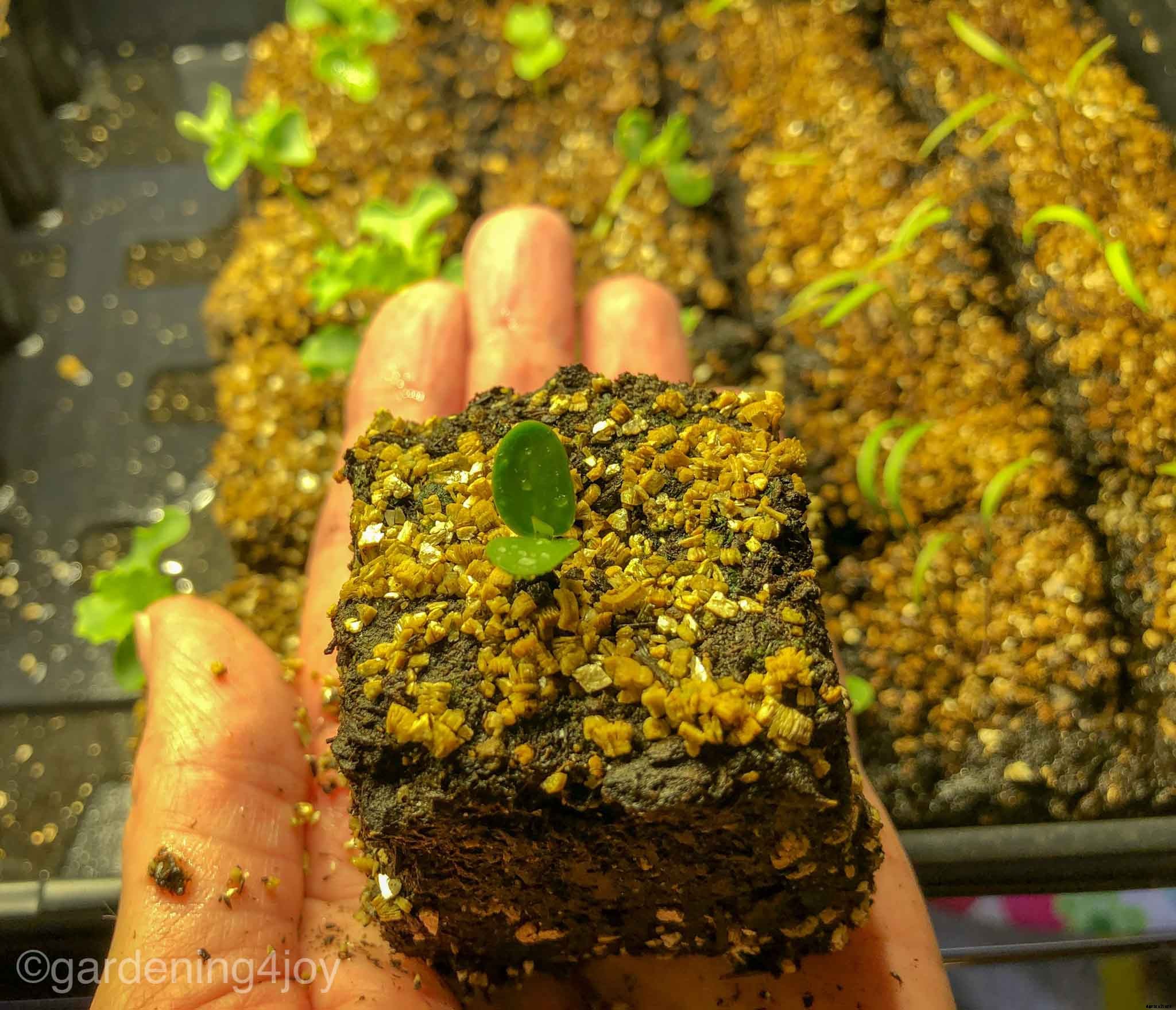 Soil Blocks: A simple approach to starting seeds indoors