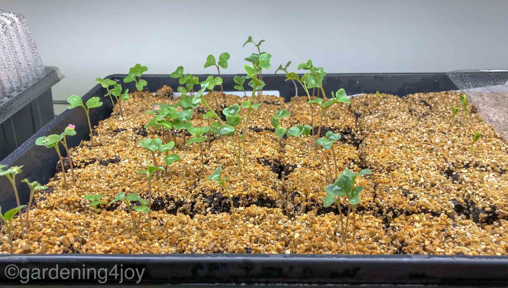 Soil Blocks: A simple approach to starting seeds indoors