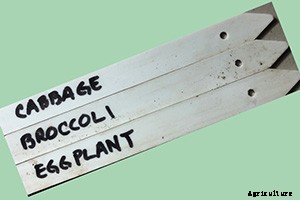 The complete guide to starting seeds indoors