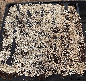 The complete guide to starting seeds indoors