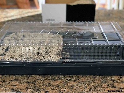 The complete guide to starting seeds indoors