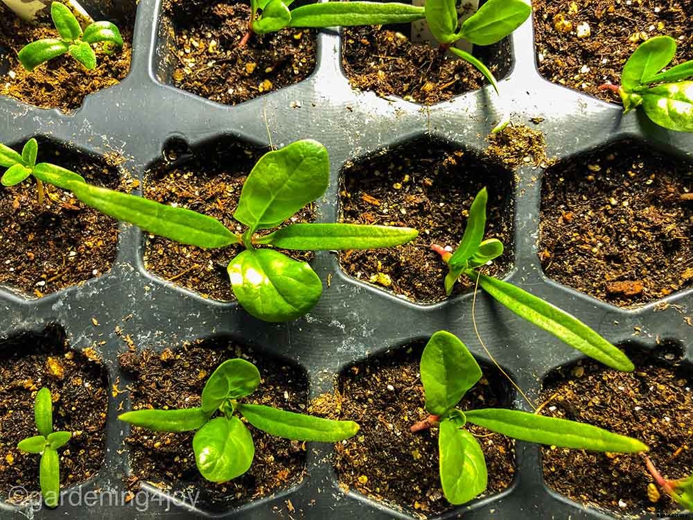 The complete guide to starting seeds indoors