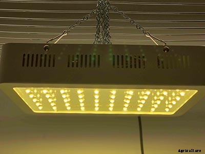 The complete guide to starting seeds indoors