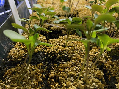 The complete guide to starting seeds indoors