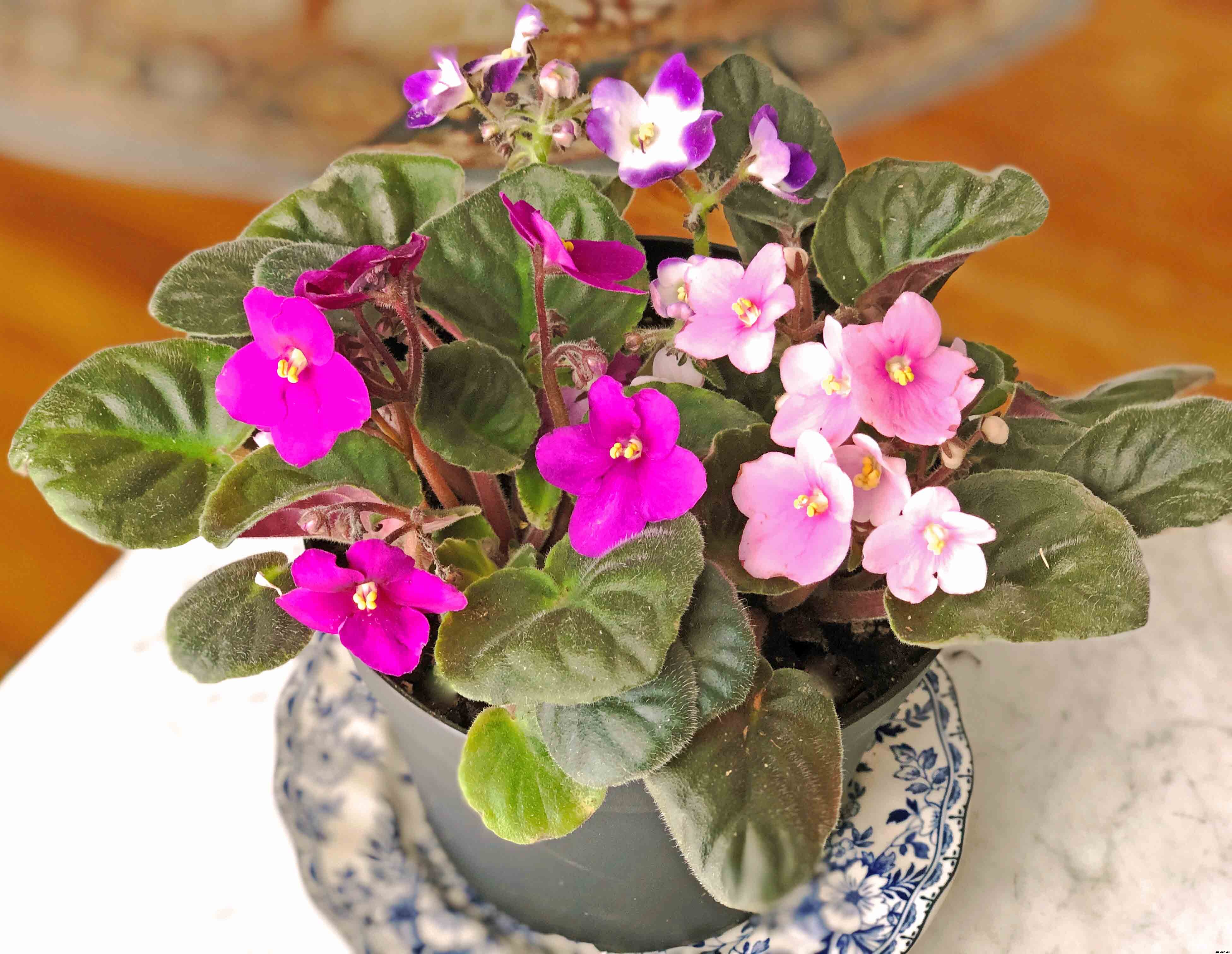 The complete guide to caring for African violets