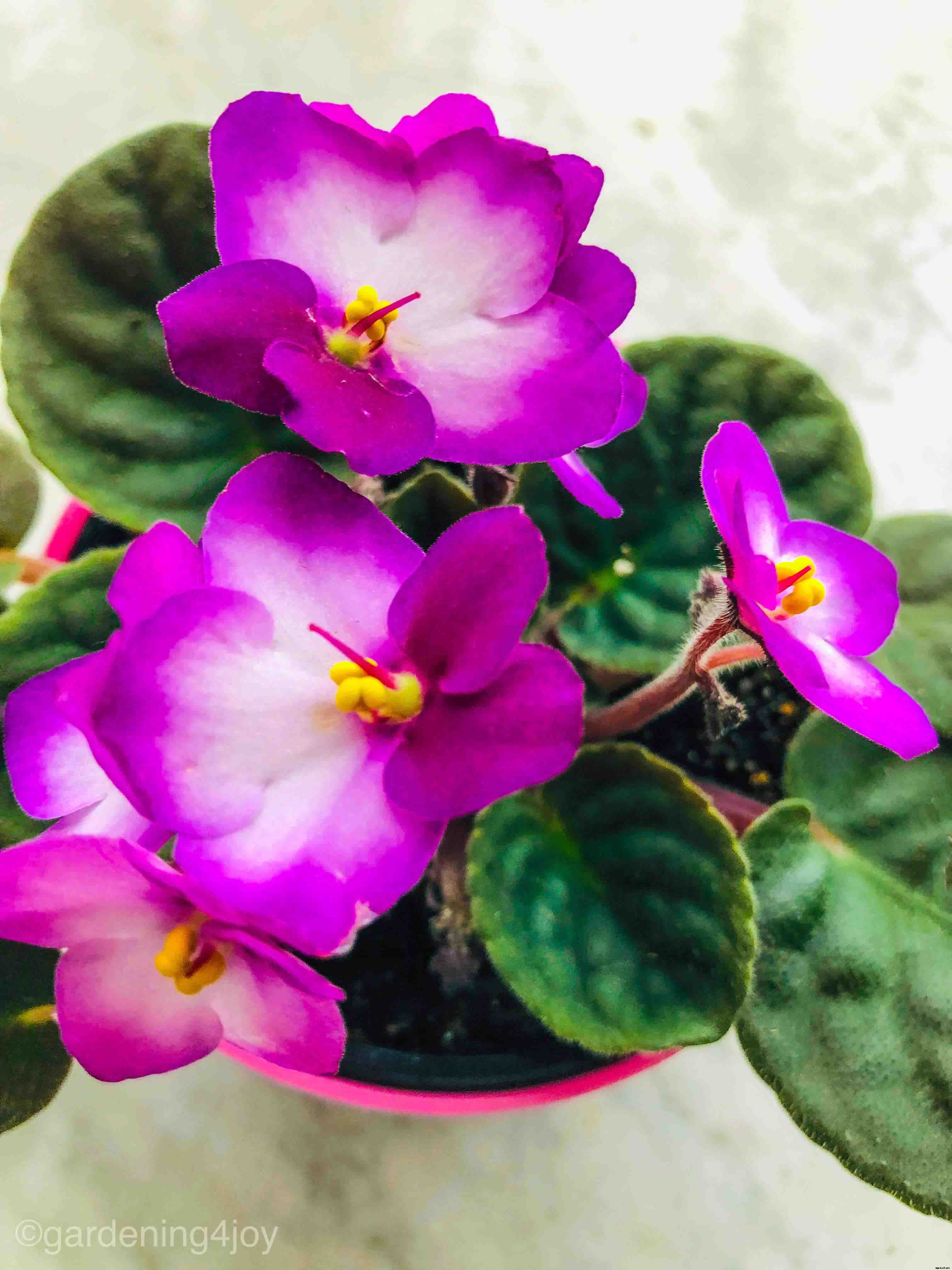 The complete guide to caring for African violets