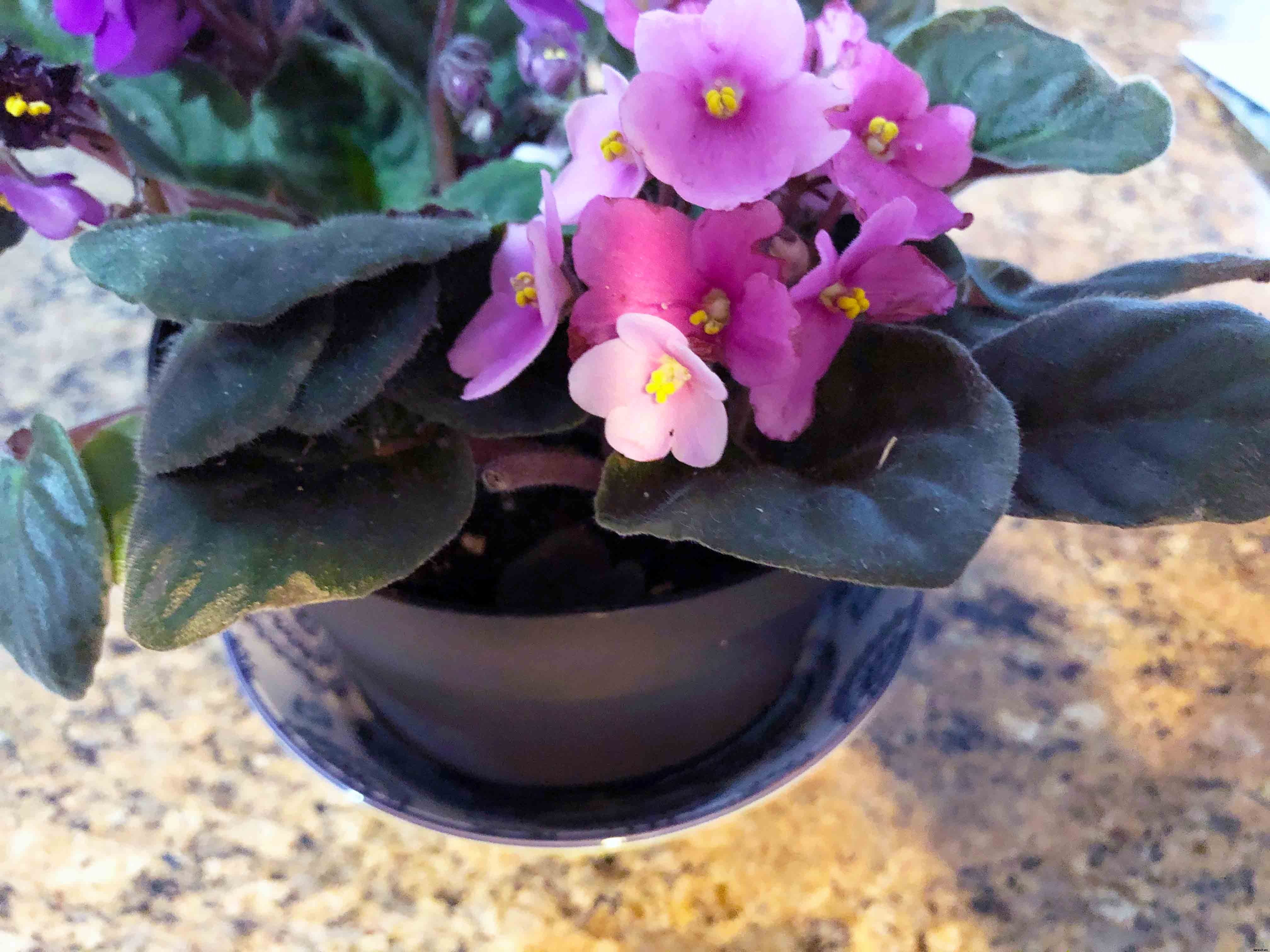 The complete guide to caring for African violets