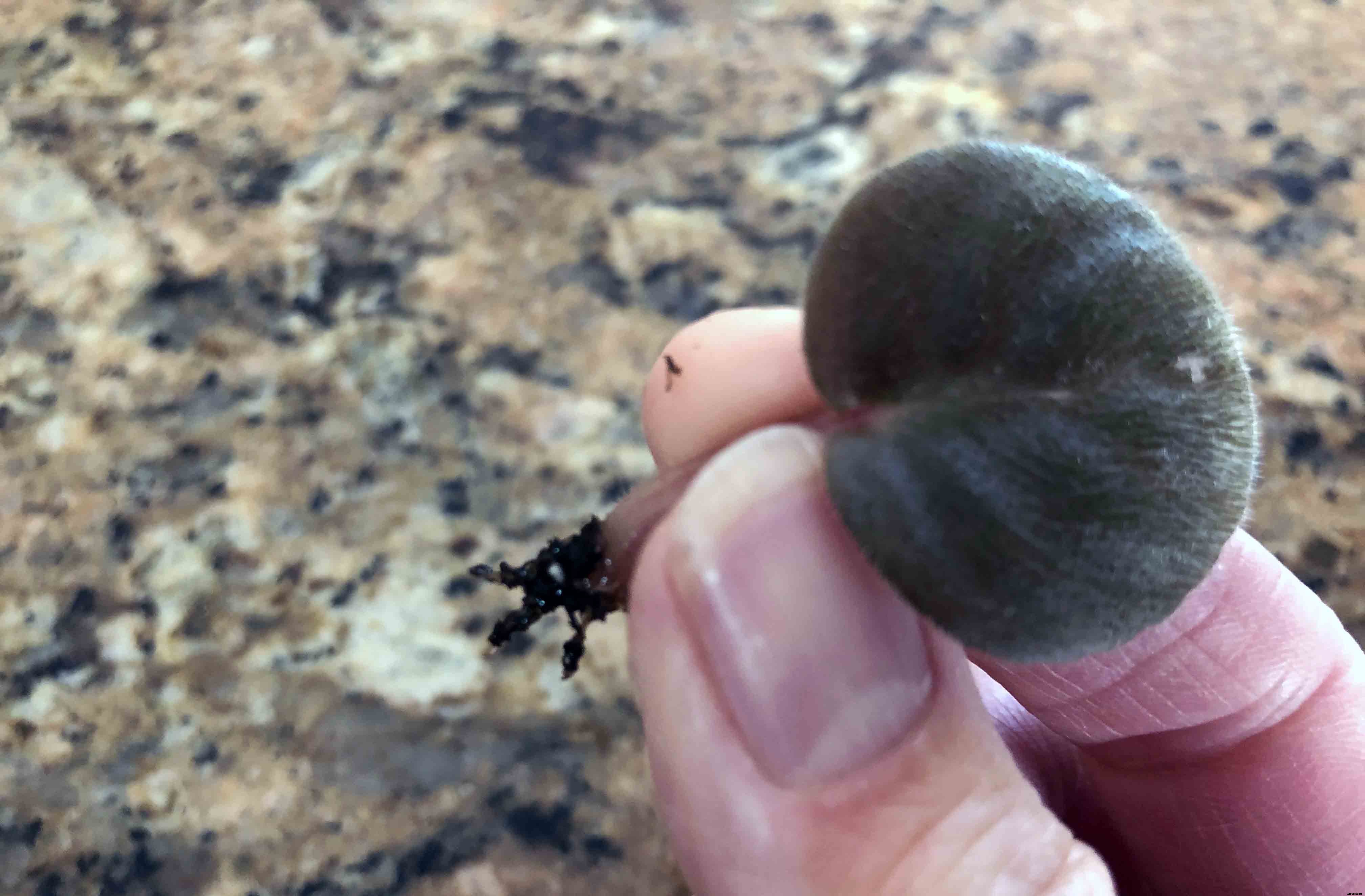 The complete guide to caring for African violets