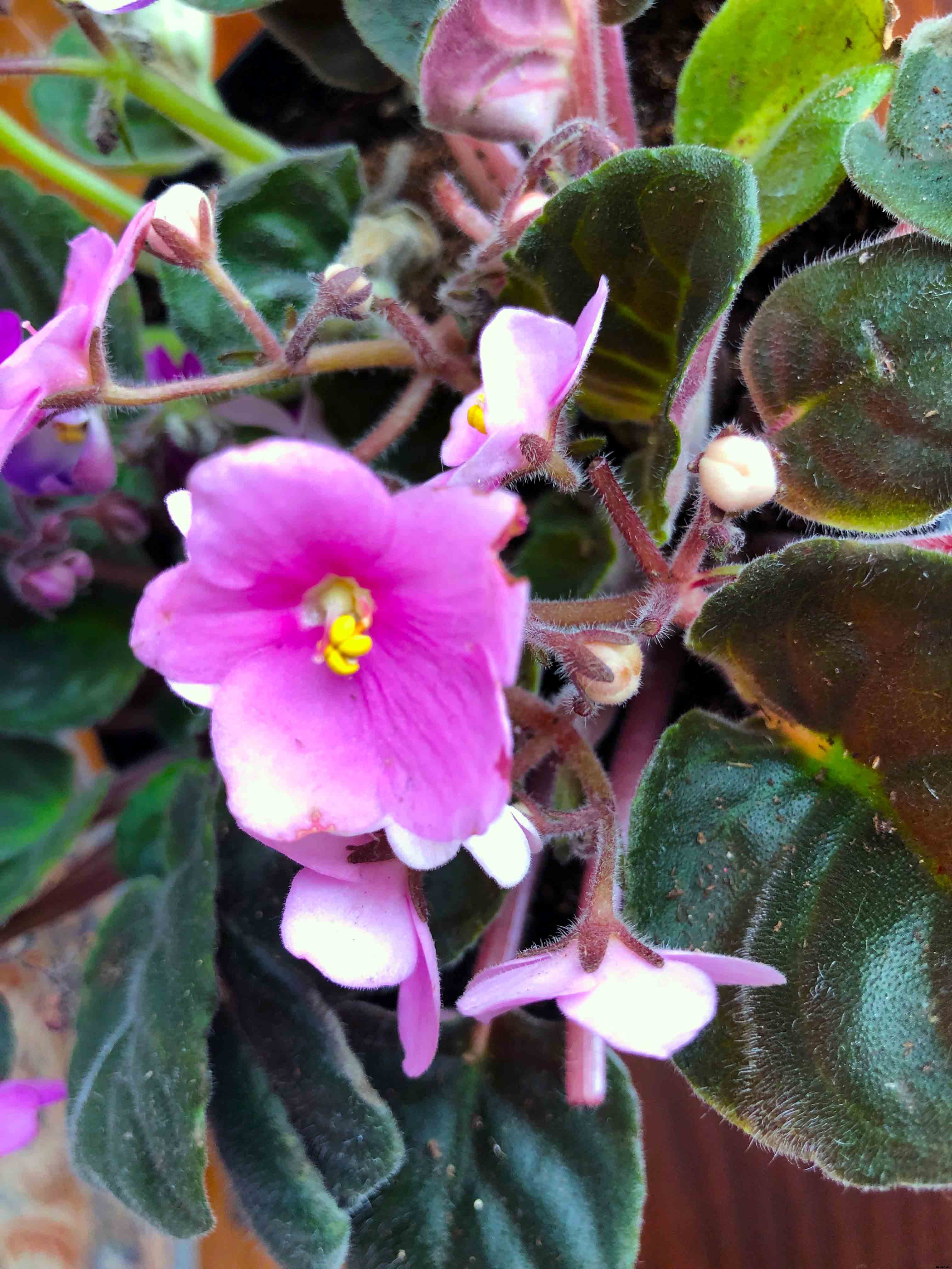 The complete guide to caring for African violets