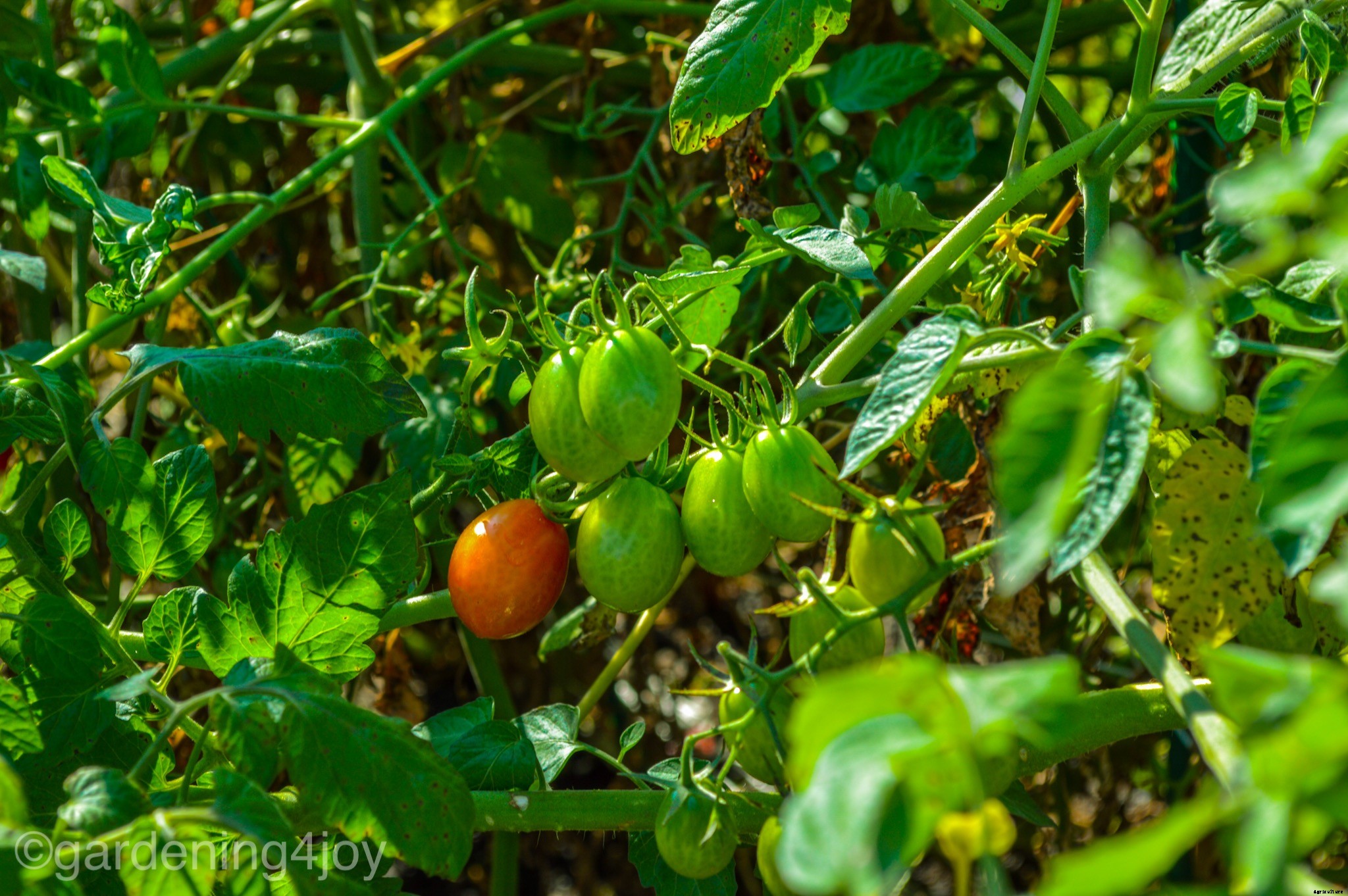 Five Steps to Start a Vegetable Garden