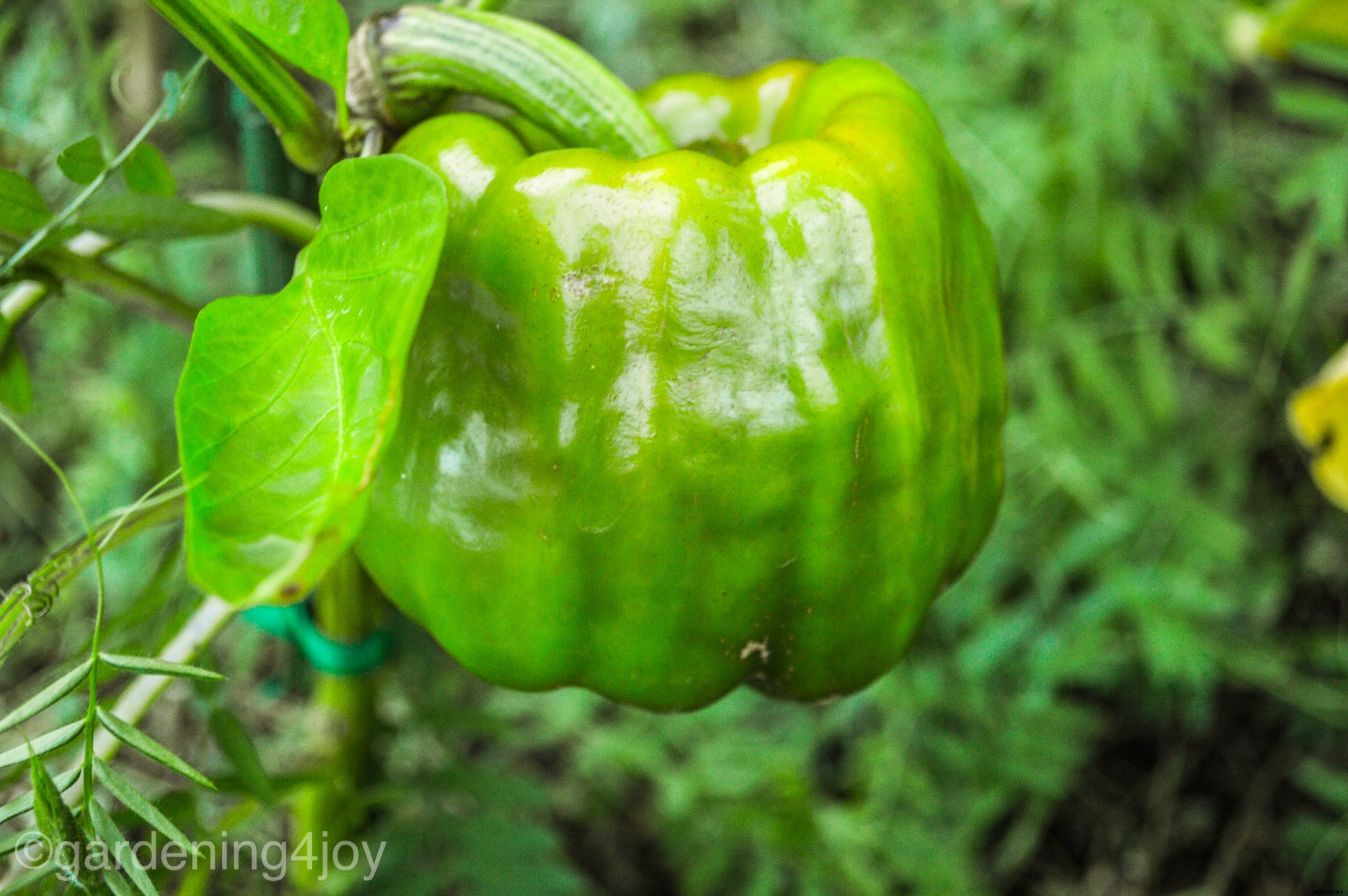 Five Steps to Start a Vegetable Garden