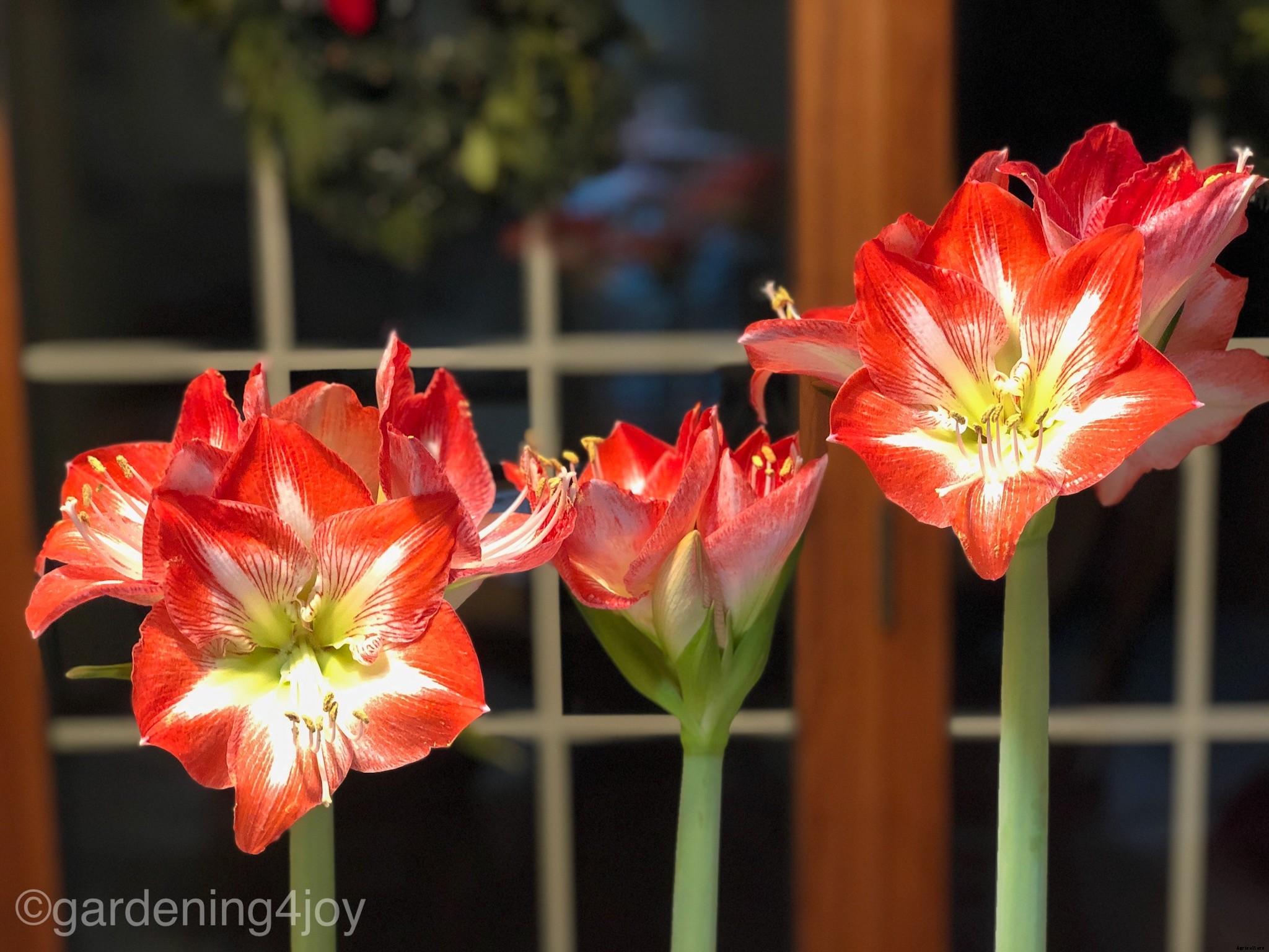 Holiday Beauty with Amaryllis Bulbs