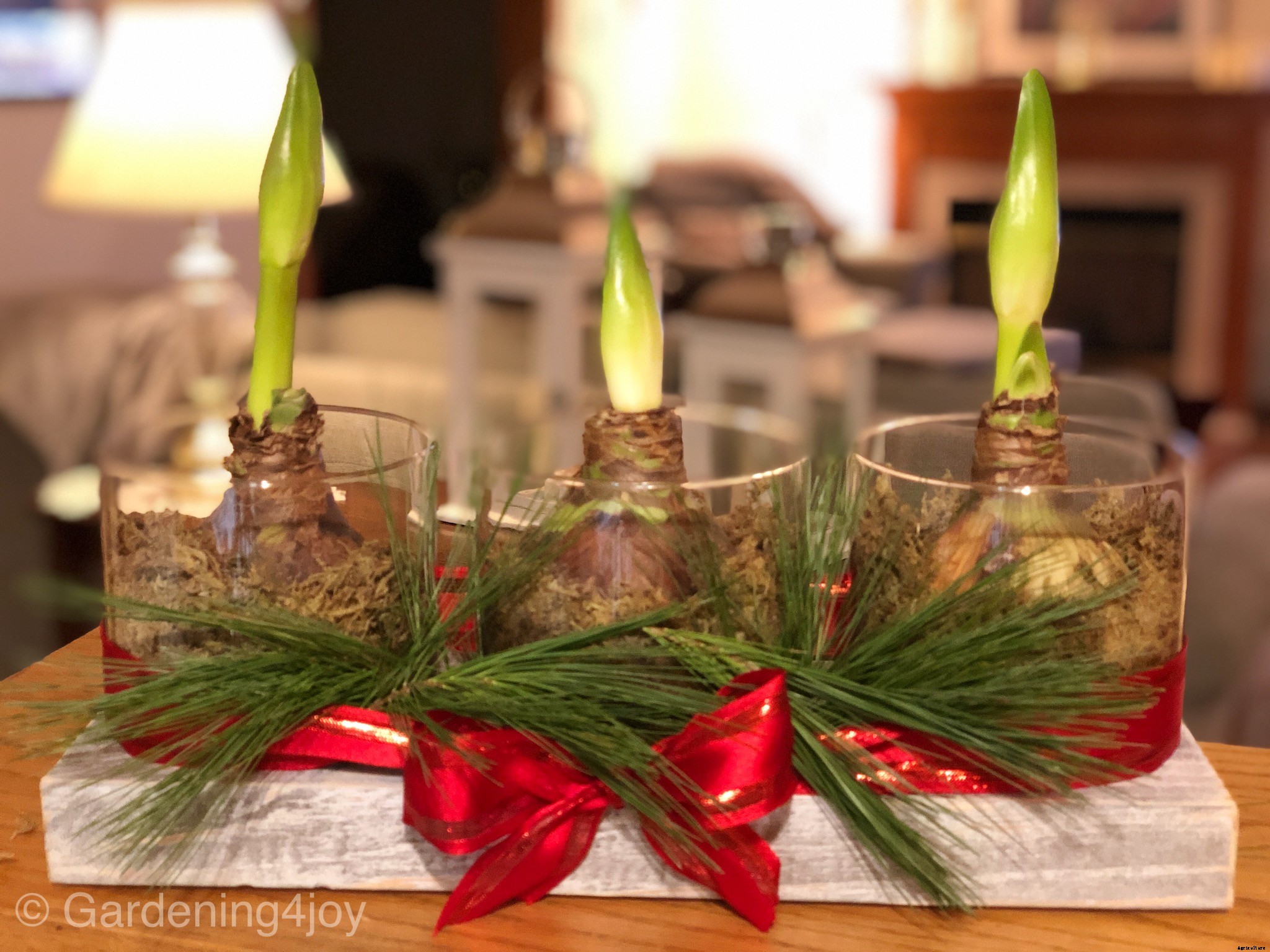 Holiday Beauty with Amaryllis Bulbs