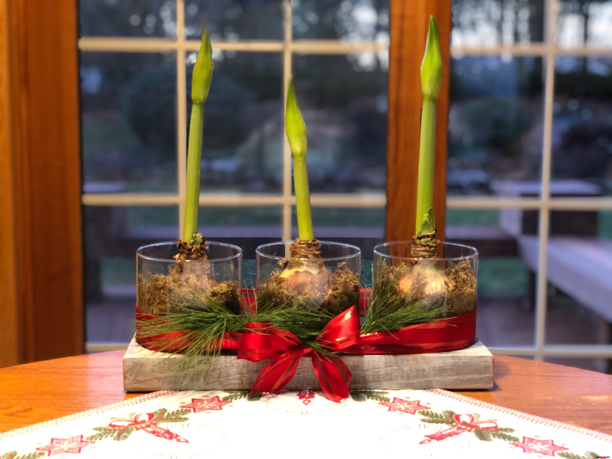 Holiday Beauty with Amaryllis Bulbs