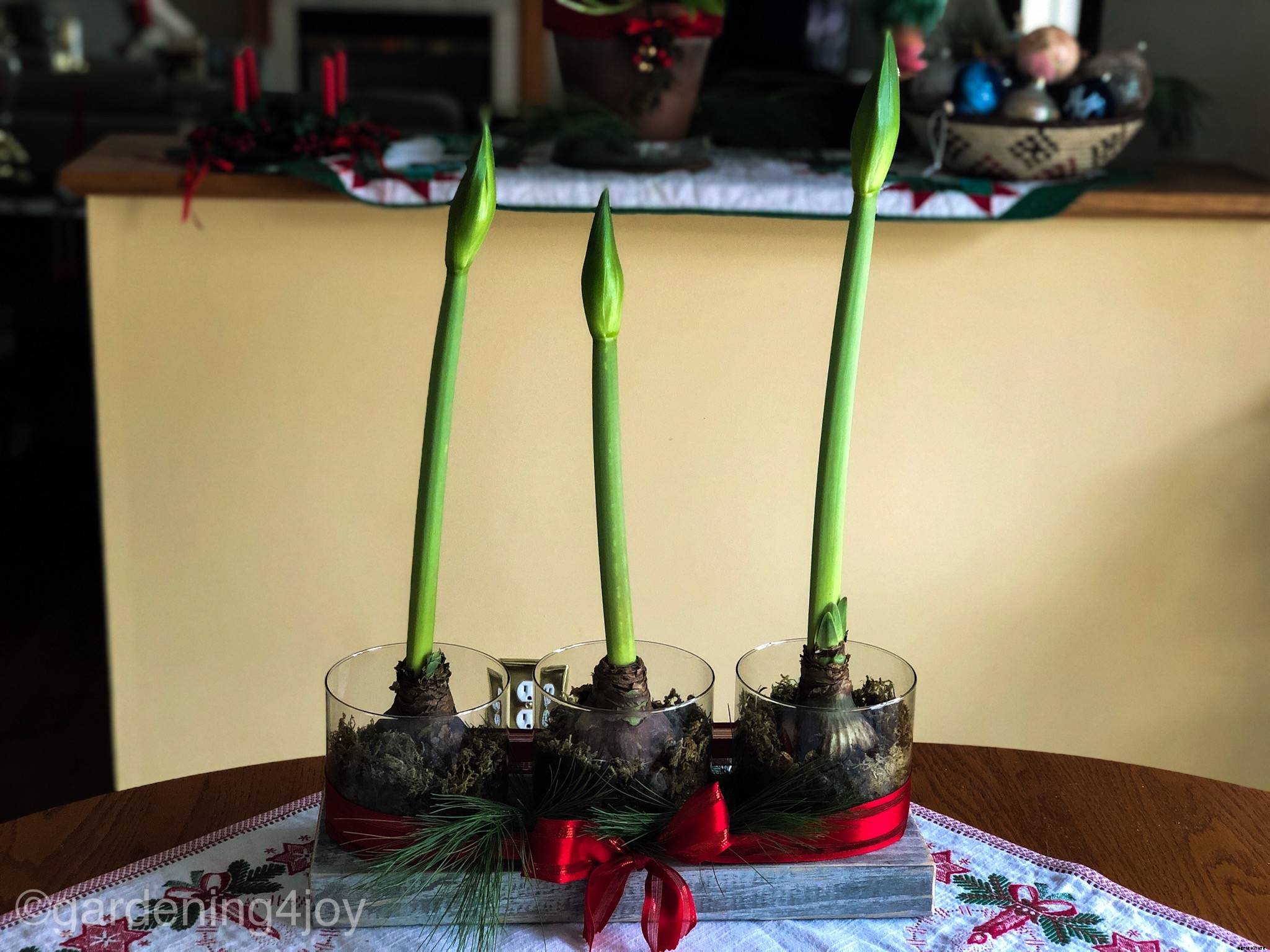 Holiday Beauty with Amaryllis Bulbs