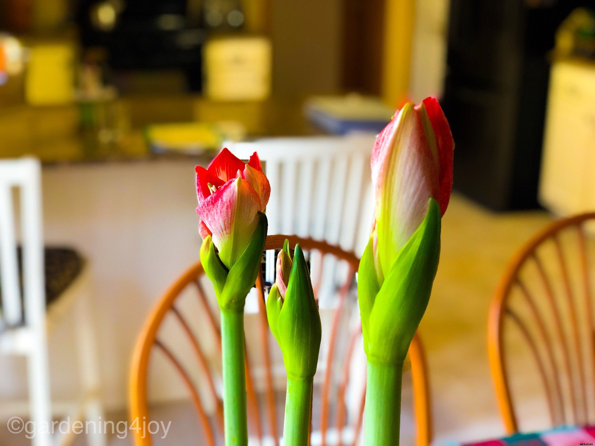 Holiday Beauty with Amaryllis Bulbs