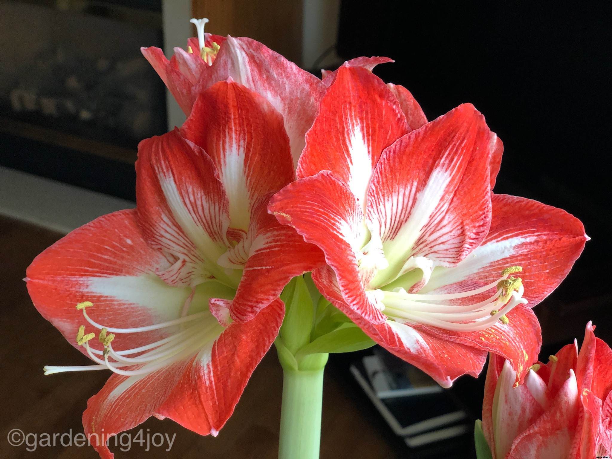 Holiday Beauty with Amaryllis Bulbs