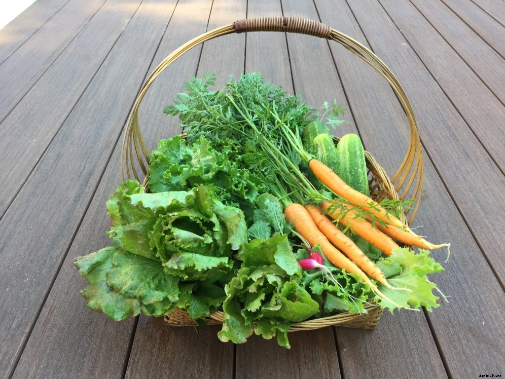 Four Key Benefits of Gardening