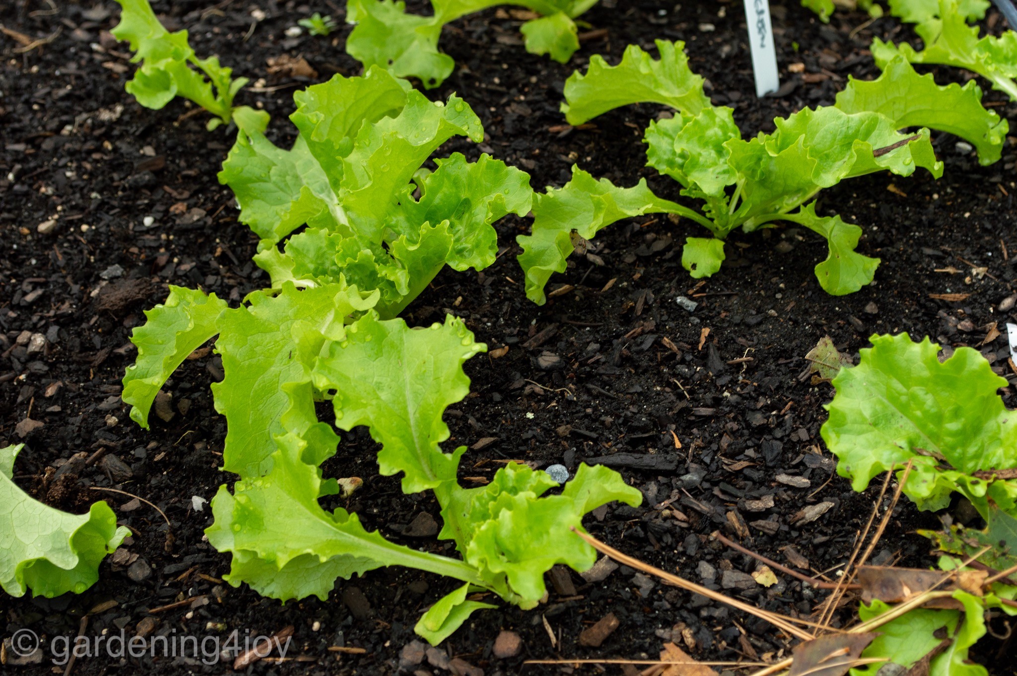 Four Key Benefits of Gardening