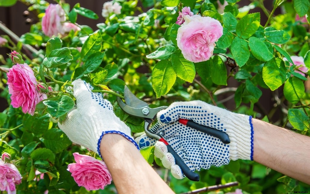 How To Trim Leggy Rose Bushes?