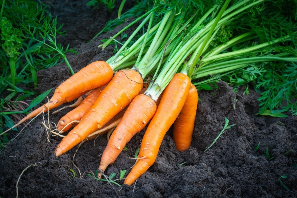 Does an Organic Carrot Take Longer to Grow than a Normal Carrot?