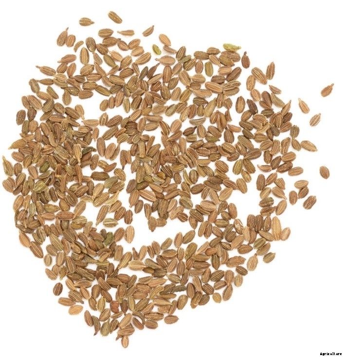 Does an Organic Carrot Take Longer to Grow than a Normal Carrot?