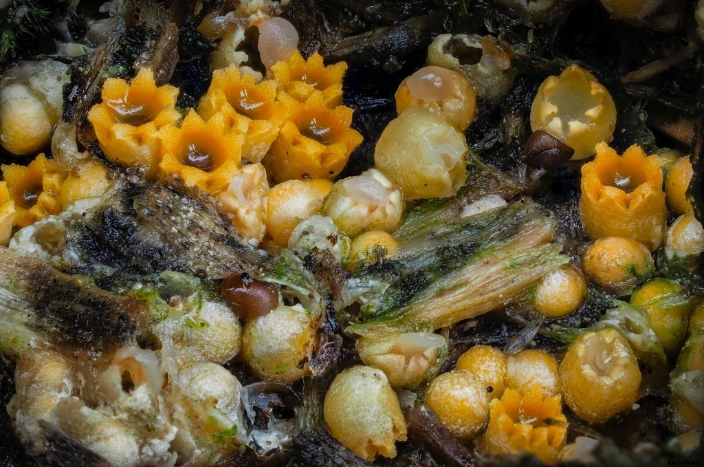 Types of Fungus and Mushroom Growing in Mulch