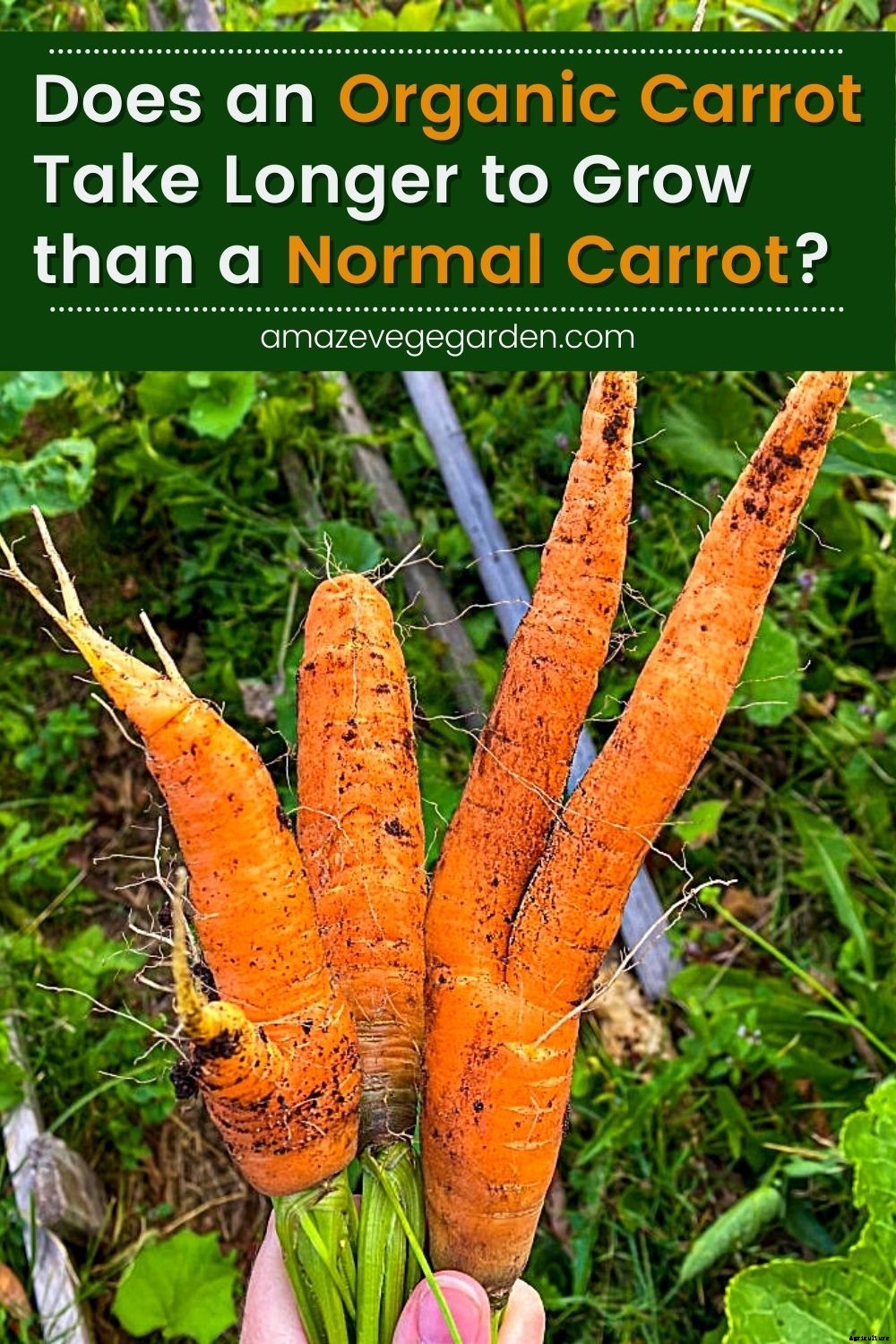 Does an Organic Carrot Take Longer to Grow than a Normal Carrot?