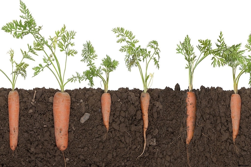 Does an Organic Carrot Take Longer to Grow than a Normal Carrot?