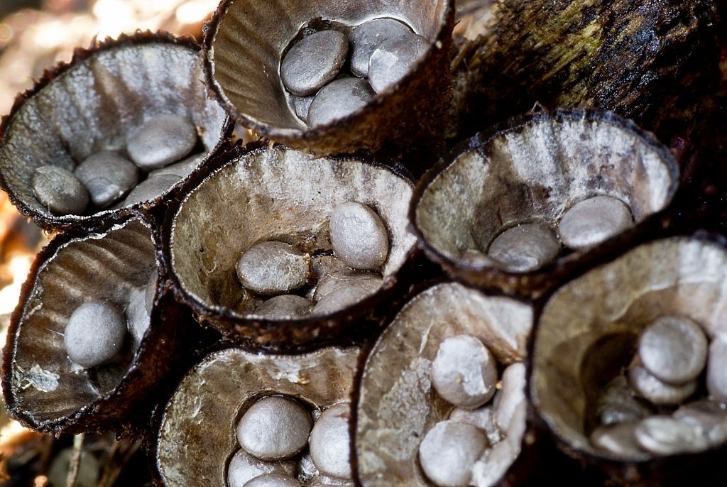 Types of Fungus and Mushroom Growing in Mulch