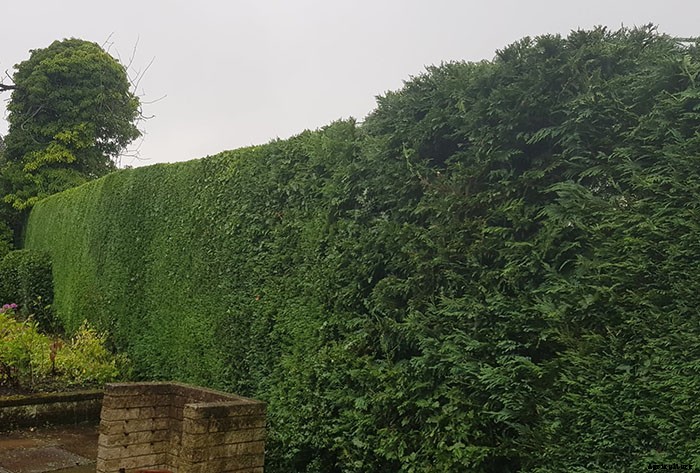 Types of Hedges and What Plants Are Best For Hedging