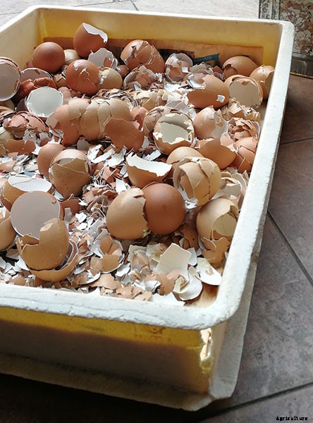 Why Plants Need Calcium And Which Are The Best Sources Of Calcium