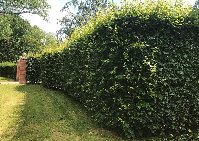 Types of Hedges and What Plants Are Best For Hedging