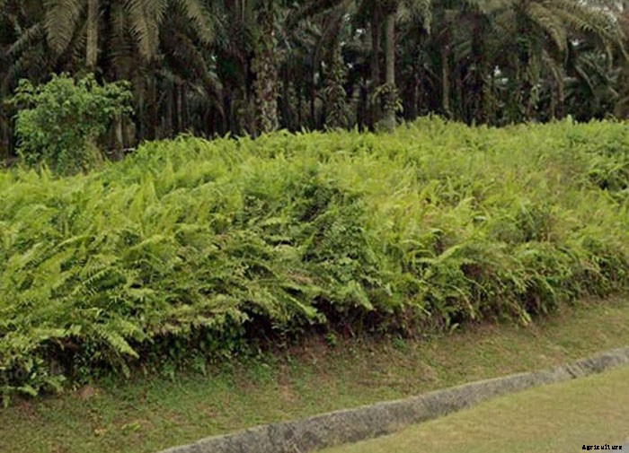 Types of Hedges and What Plants Are Best For Hedging