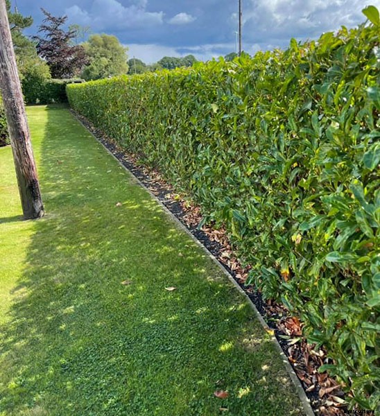 Types of Hedges and What Plants Are Best For Hedging