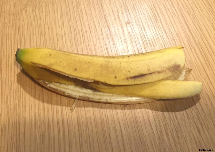 Why Plants Need Calcium And Which Are The Best Sources Of Calcium