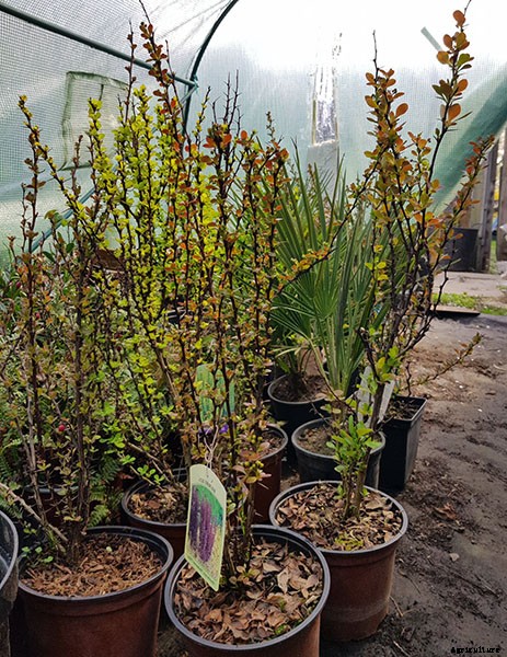 Types of Hedges and What Plants Are Best For Hedging